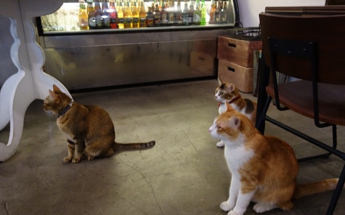 照片：「美食魚樂誌‧小魚」BLOG