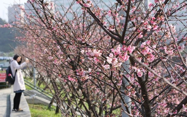 照片：「棋子」BLOG
