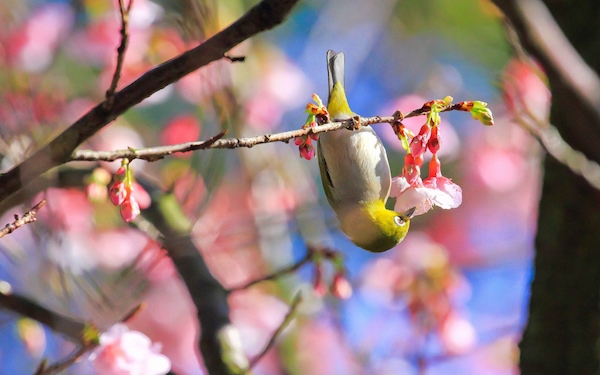 照片：「小風」BLOG