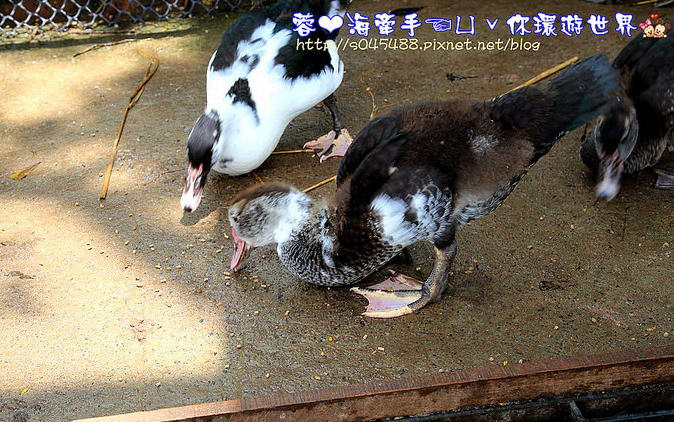 照片：「蓉蓉」BLOG