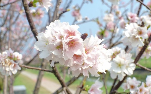 照片：「小虫」BLOG
