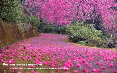 照片：「棋子」BLOG