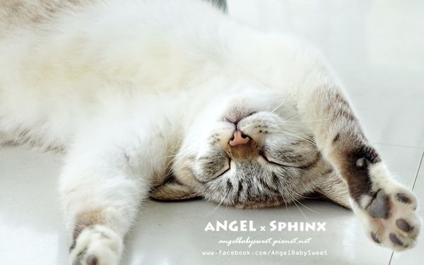 照片：「安小揪(Angel)」BLOG