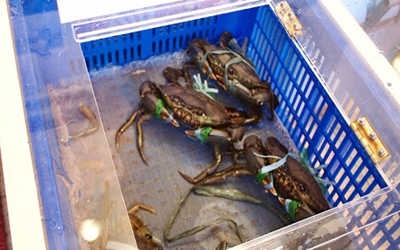 照片：「ａｉｋｏ」BLOG