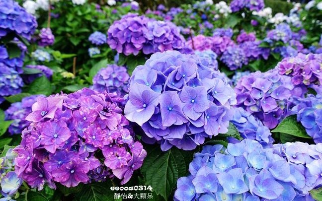 照片：「小靜怡」BLOG
