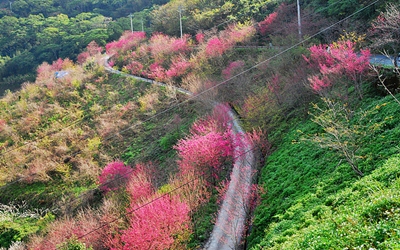 照片：「TAO」BLOG