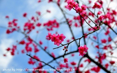 照片：「妃媽」BLOG