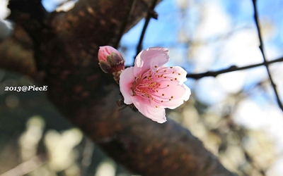 照片：「皮斯」BLOG
