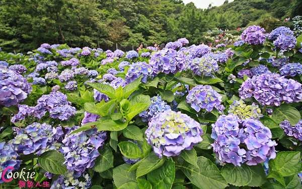 照片：「陳姿穎」BLOG