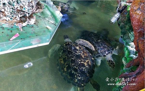 照片：「愛小莎」BLOG
