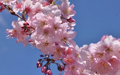 照片：「棋子」BLOG