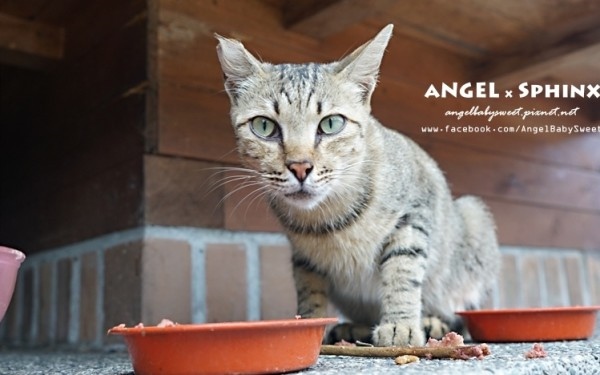 照片：「安小揪(Angel)」BLOG