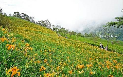 照片：「Anise」BLOG