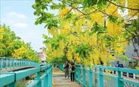 南投福崗路一段阿勃勒