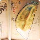 鳳梨酥