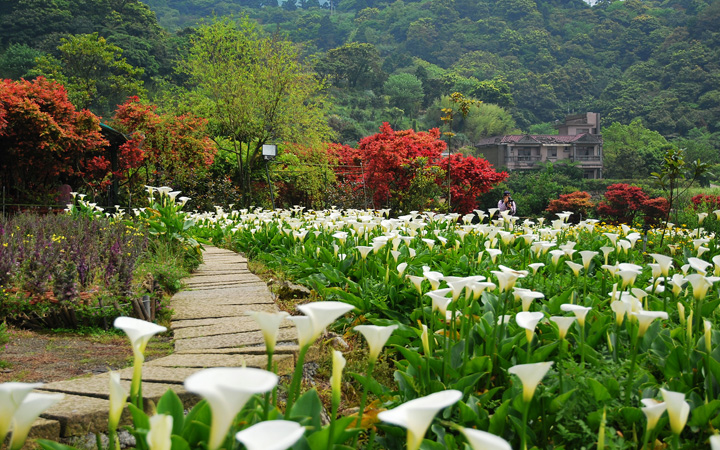 陽明山竹子湖。清新的白色花海